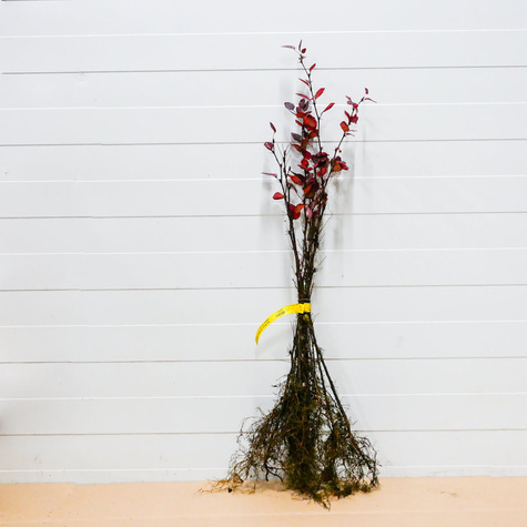 Berberys Atropurpurea Na Żywopłot Plant Pack