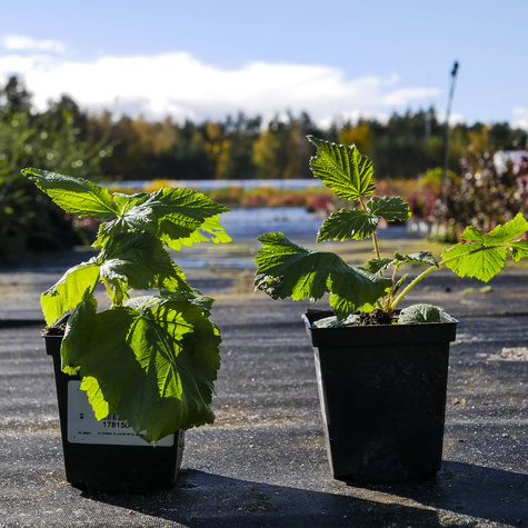 Malina powtarzająca owocowanie Polka w doniczce