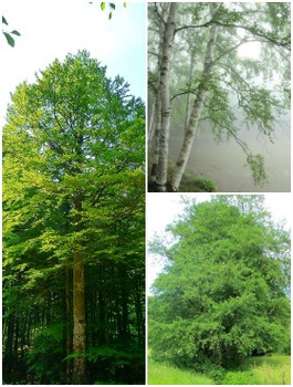 Zestaw Drzewa Szybkorosnące Na Opał Plant Pack