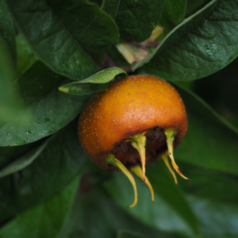 Nieszpułka zwyczajna balot