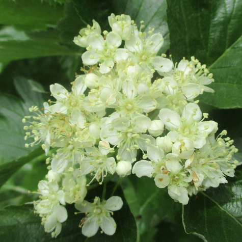 Jarząb szwedzki Jadalny Owoce Plant Pack