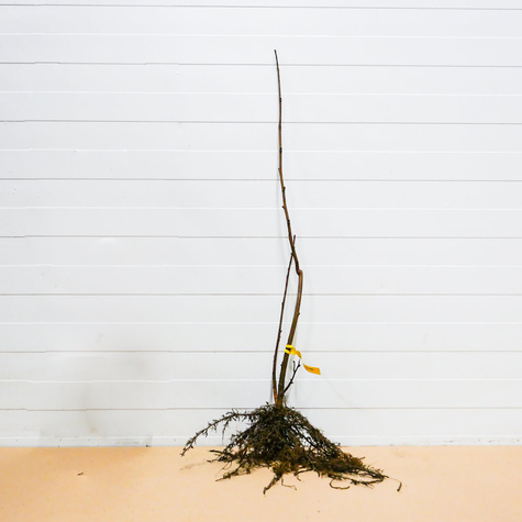 Orzech laskowy Kulisty Pełny PLANT PACK