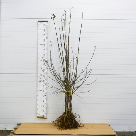 Jabłoń Cortland Wicki