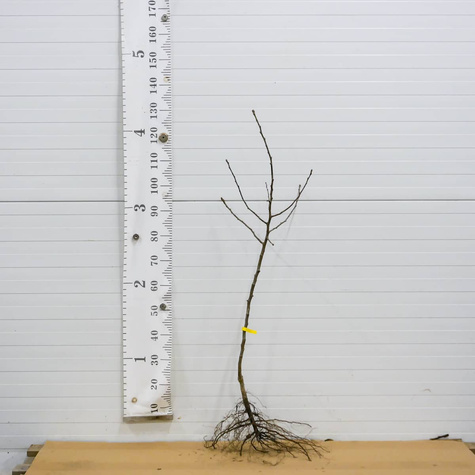 Grusza Generał Leclerc