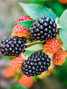 Jeżyna wielkoowocowa bezkolcowa THORLNLESS w doniczce