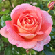 Róża rabatowa Sommersonne łososiowa balot