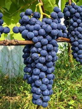 Winorośl winogrona Venus bezpestkowa (C2)