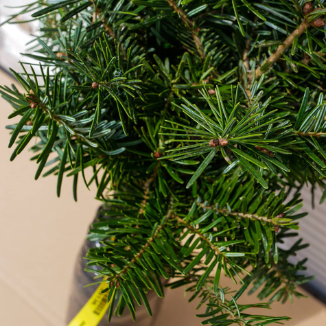 Jodła kaukaska Plant Pack