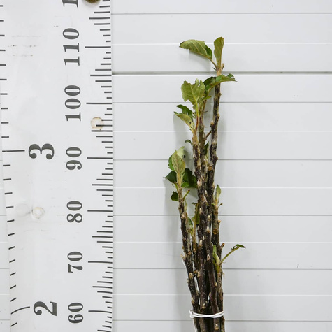 Jabłoń kolumnowa typu Mango START PACK