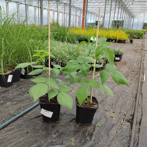 Malina purpurowa Lovers Garden Purple jesienna