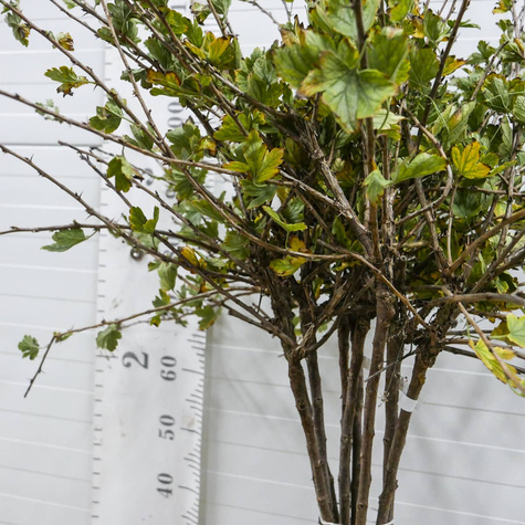 Agrest biały Mucurines na pniu w balocie