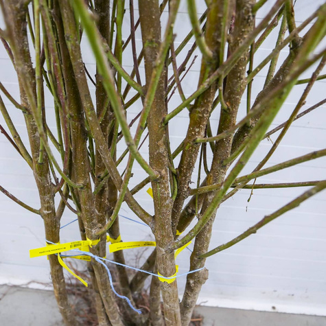 Brzoskwinia Maycrest Start Pack