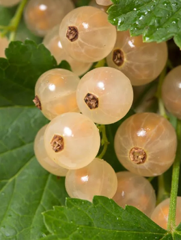 Porzeczka biała z Joteborg