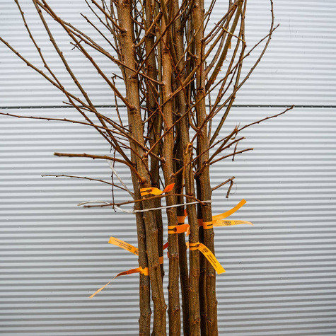 Śliwko-morela Śliwomorela Plumcot START PACK