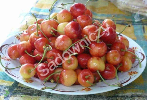 Czereśnia Buttnera Czerwona Poznańska w doniczce (C2)