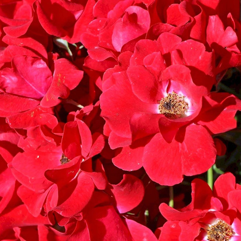 Róża rabatowa Matador czerwona balot