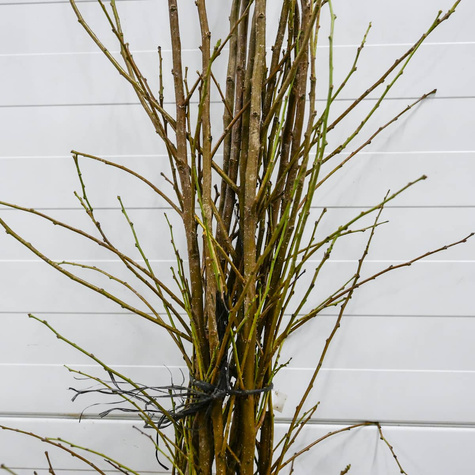 Śliwa japońska Angelo START PACK