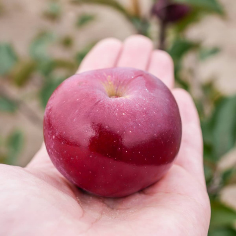 Jabłoń Red Love sadzonki c2