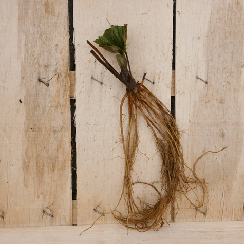 Truskawka Vibrant bardzo wczesna sadzonki Frigo