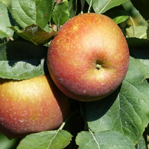 Jabłoń Red Boskoop w doniczce