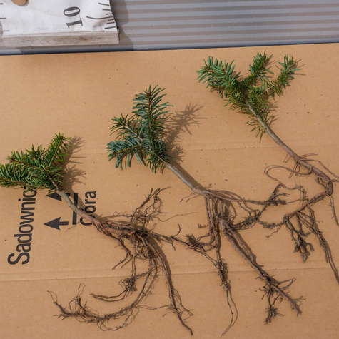 Jodła kaukaska Plant Pack