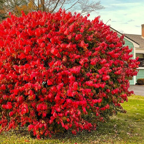 Trzmielina miododajna Plant Pack