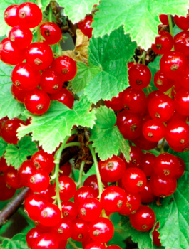 Porzeczka czerwona Detvan na pniu w doniczce