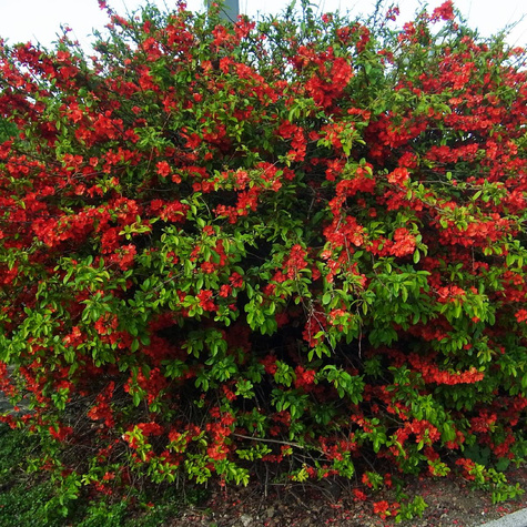 Pigwowiec japoński Chaenomeles japonica