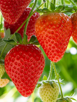 Hurt Truskawka San Andreas 500szt pnąca wisząca powtarzająca owocowanie FRIGO