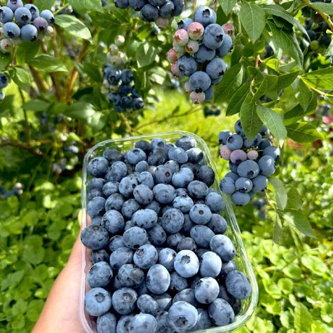 Borówka Zestaw 2 plennych odmian