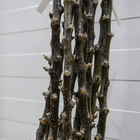 Jabłoń kolumnowa Green Cats START PACK