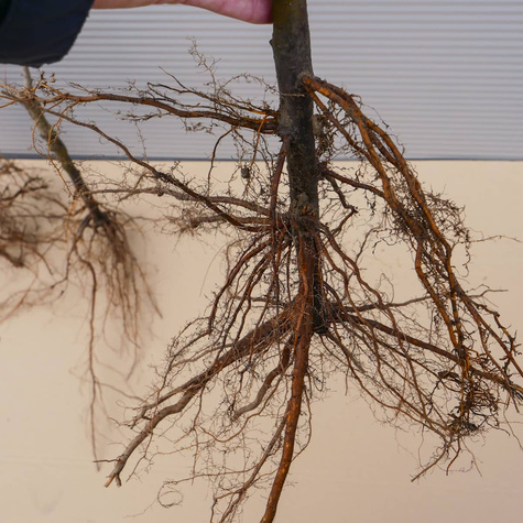 Jabłoń Golden Reinders Delicious