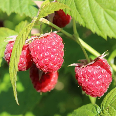 Malina powtarzająca owocowanie START PACK