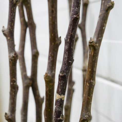 Grusza drobnoowocowa Chanticleer zapylacz START PACK