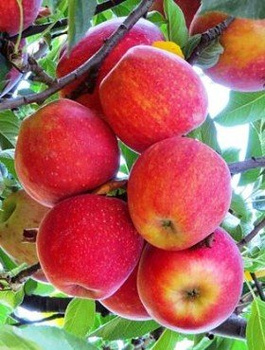 Jabłoń Gala START PACK