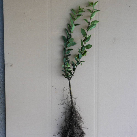 Ligustr Liguster Zimozielony Wielopędowy PREMIUM SADZONKI Plant Pack