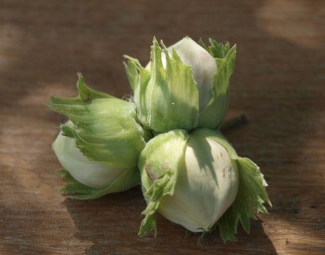 Orzech laskowy Lamberta Biały w doniczce