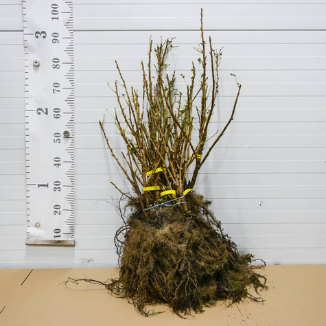 Porzeczka czarna Titania Plant Pack