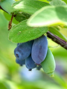 Jagoda kamczacka Atut