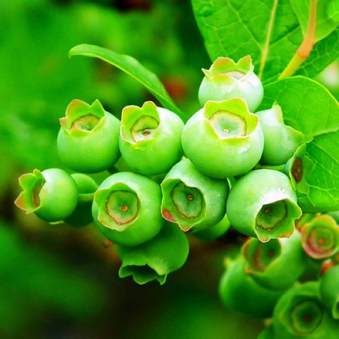 Borówka amerykańska CHANDLER późna w doniczce