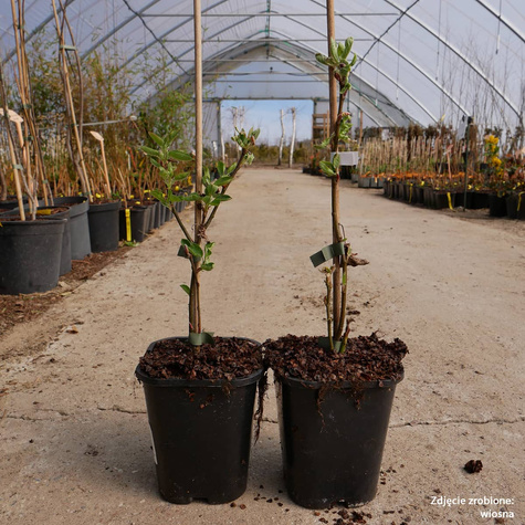 Świdośliwa olcholistna Mandam