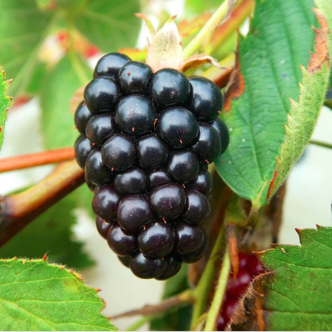 Jeżyna bezkolcowa START PACK