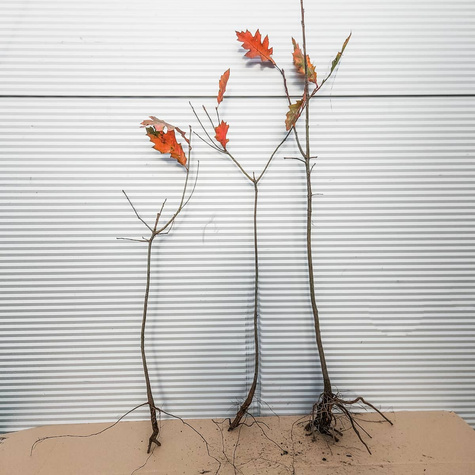 Dąb czerwony Plant Pack