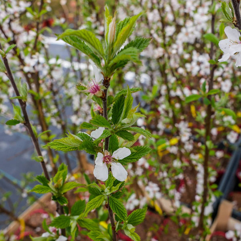 Wiśnia kosmata Efimka (C2)