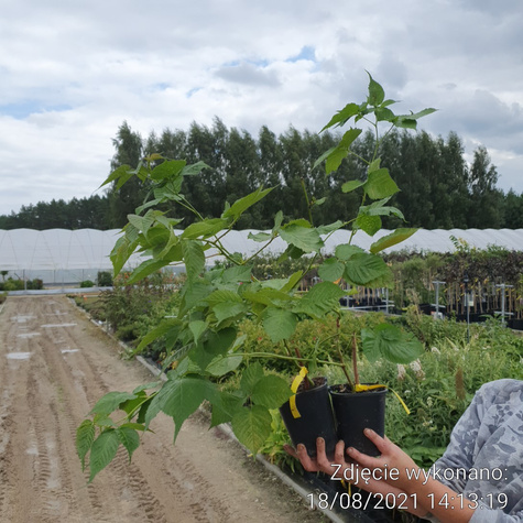 Jeżyna bezkolcowa sadzonki