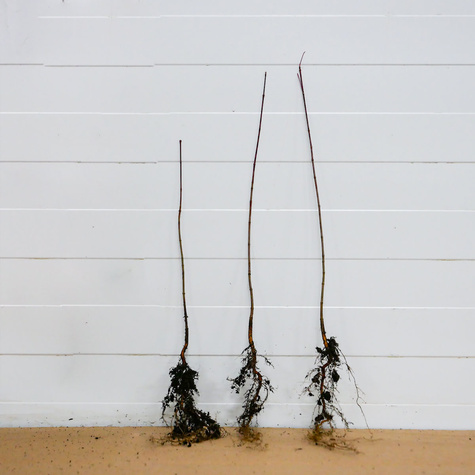 Olcha Olsza czarna Plant Pack