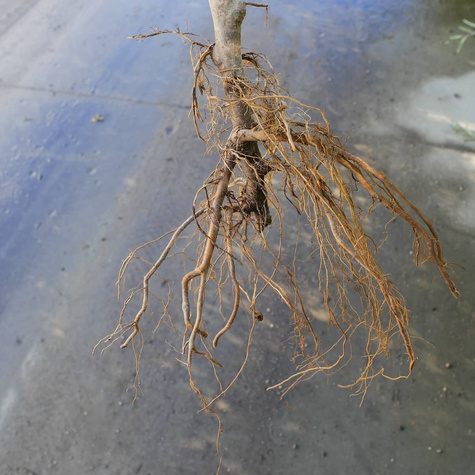 Jabłoń typu Jonagored Supra