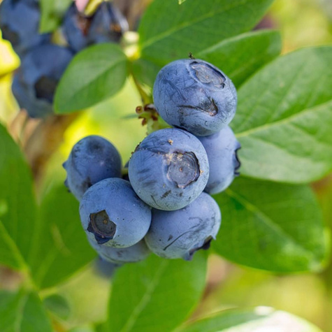 Borówka amerykańska Earliblue sadzonki