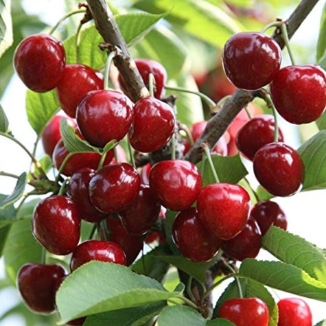 Czereśnia półkarłowa Rita odporna na szkodniki START PACK