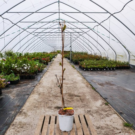 Winorośl winogrona Bianca (C2)